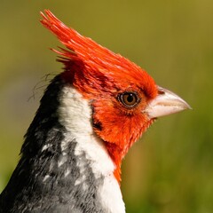 Retrato de un copete rojo