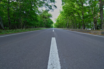 Fototapeta premium 緑の木々の間の真っ直ぐなアスファルトの道。