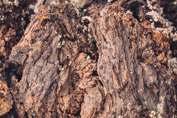 Close up detail of volcanic lava rock basalt found in the desert