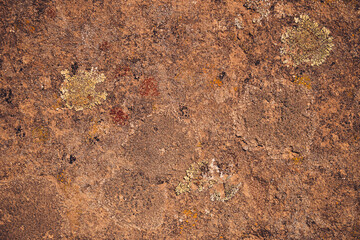 Close up detail of green lichen growing on volcanic lava rock basalt found in the desert