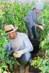 Skilled farmer harvesting crop of underripe tomatoes in his home garden in summertime