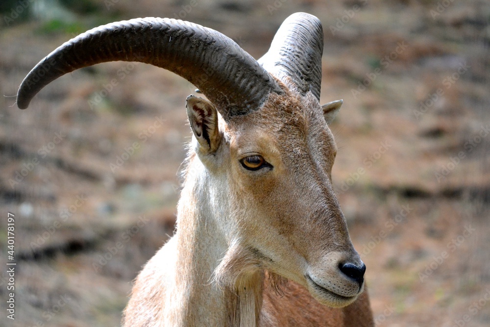 Wall mural domestic goat (Capra aegagrus hircus) face 