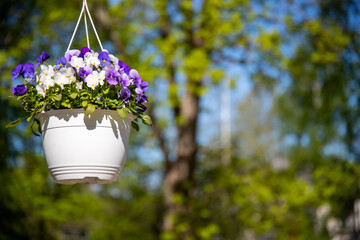 Selective focus shot of hanging potted pansies