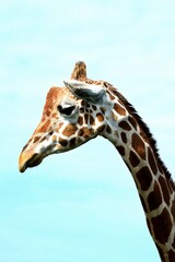 giraffe (Cervus camelopardalis)  side profile 