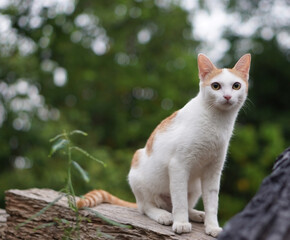 Naklejka na ściany i meble White cat sitting in the garden