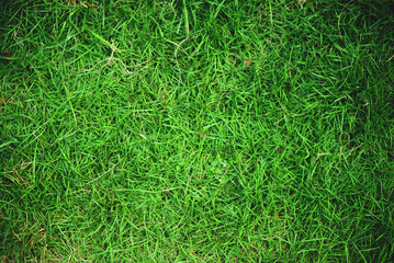 green grass background