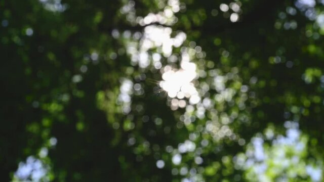 Beautiful green bokeh vibrant background. Defocused leaves trees and soft sunset sunlight transparenting through branches