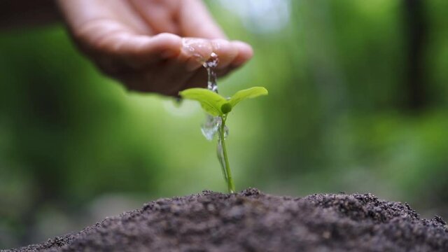 hand watering young plant in garden. eco earth day concept