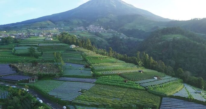 Aerial footage of Dusun Butuh Nepal Van Java vegetable plantation on slope of the Mount Sumbing. Perfect for cinematic, travel, promotion and documentaries video