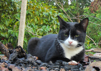 Naklejka na ściany i meble Black cat sitting in the garden