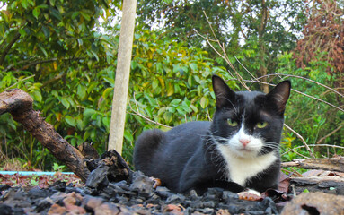 Black cat sitting in the garden