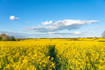 Obraz premium Blooming Rapeseed field on sunny day. UK landscape in spring season
