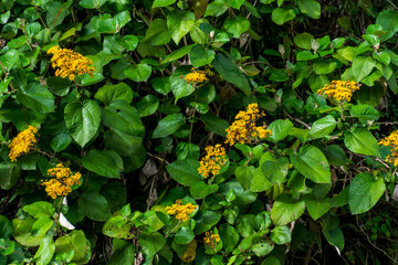 yellow flowers in the garden