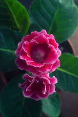 Glixonia