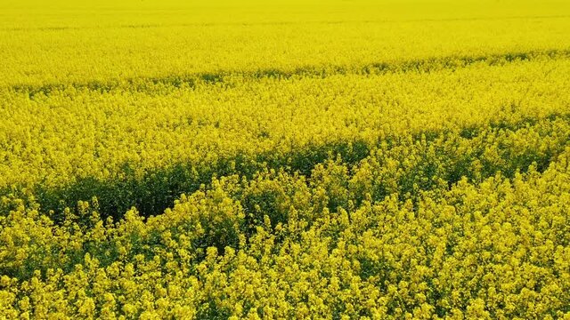 Drone flies low over yellow rapeseed field. Blooming canola field. Aerial view landscape. Beautiful yellow flowers