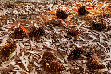 Hojas, piñas, suelo