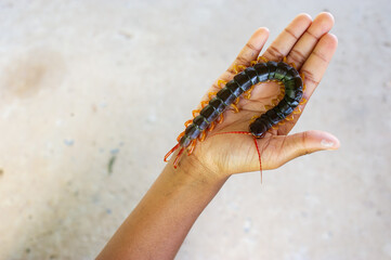The centipede is a poisonous animal, it is in the hand
