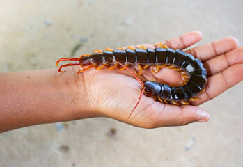 The centipede is a poisonous animal, it is in the hand