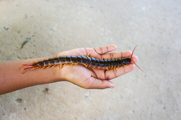 A centipede on a large green leaf It is a poisonous animal and has a lot of legs. It's on hand.