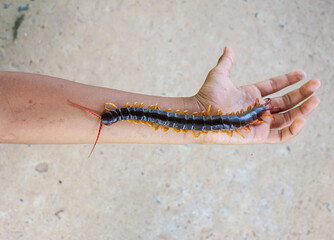 The centipede is a poisonous animal, it is in the hand