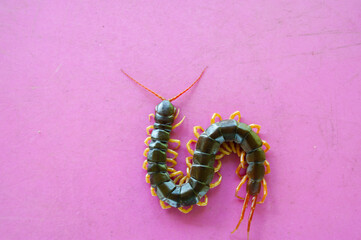 A centipede on a large green leaf It is a poisonous animal and has a lot of legs. It's on pink...