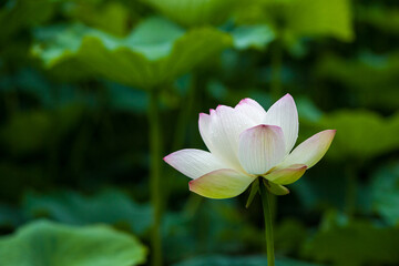 Obraz premium 蓮の花