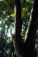 El sol baña los árboles 