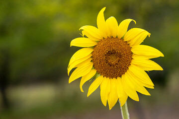 One beautiful sun flower growing in a green field with happy yellow petals