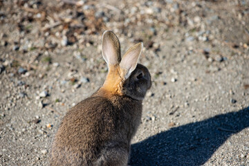 広島県大久野島、ウサギの耳裏。