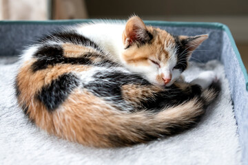 Curled up kitten sleeping on her bed in the sun