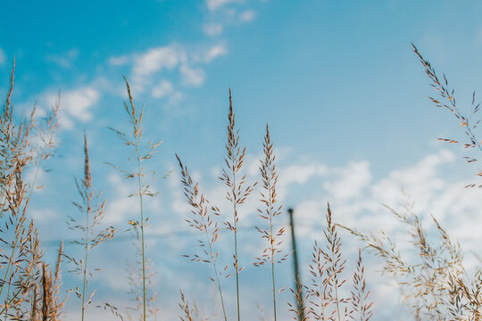 Creeping Bentgrass (Agrostis Stolonifera) Against The Beautiful Sky