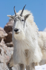 Naklejka na ściany i meble Mountain Goats on the Summit