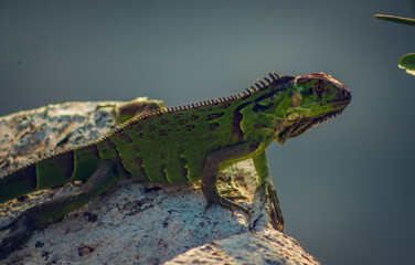 reptil tomando el sol por la mañana