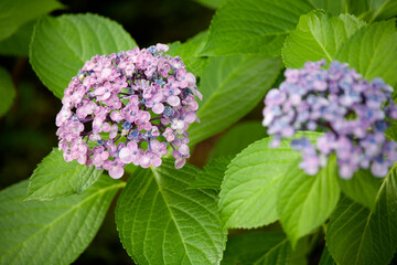 紫陽花