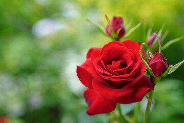 赤い薔薇/バラの花