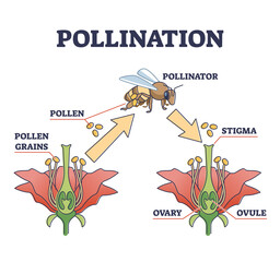 Pollination as plant reproduction and vegetation process in wildlife outline diagram. Educational labeled scheme with fertilization moment, bee and flower vector illustration. Stigma, ovary and ovule. - obrazy, fototapety, plakaty
