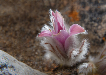 Pink Pulsatilla vulgaris blooms in the wild in April, soft focus