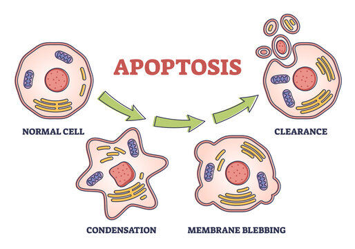 Apoptosis process stages as programmed cell death explanation in labeled outline diagram. Multicellular organisms destruction steps example with educational microscopic closeup vector illustration.
