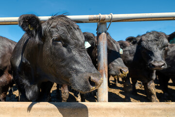 Black cow in the pasture. Close-up portrait