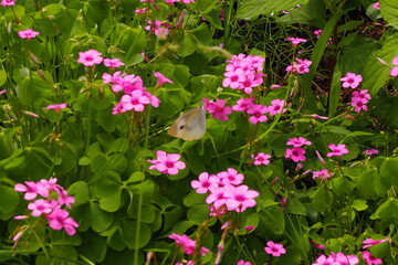 flowers in the garden