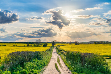 Fototapeta na wymiar Scenic landscape of path surrounded by rapeseed fields. Spring season in England 
