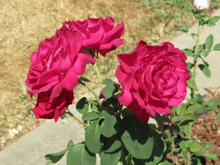 A closeup of three roses. 