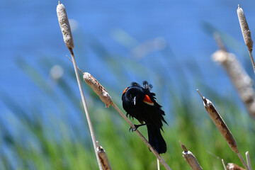 red winged blackbird perched atop a cattail reed