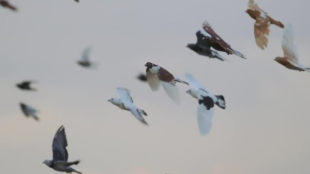 domestic pigeons flying in the air.
slow motion of pigeons in flight. 4K. Birds are flying.