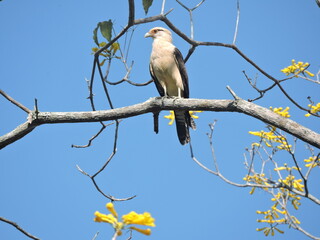 bird on a branch