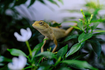 a brown small reptile lizard lay on green leaf of branch with blurred small white flower at foreground,.shot with very narrow focusing on only his eye and head