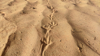 Bird footprint on desert land, close up view
