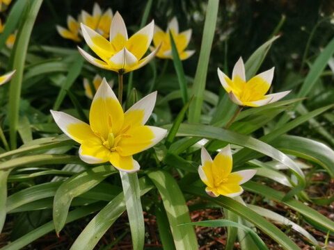 Selective focus shot of yellow Late tulip flowering plants growing in the garden