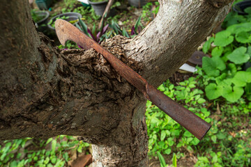 close up tree cutting knife