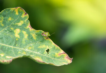 Close up insect on leaf
